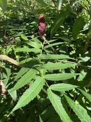 Rhus typhina
