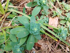 Hylotelephium anacampseros
