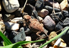 Phrynosoma hernandesi