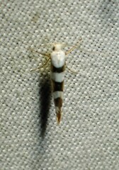 Argyresthia calliphanes