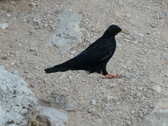 Pyrrhocorax graculus