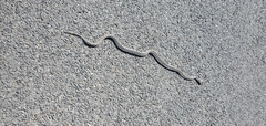 Pituophis catenifer