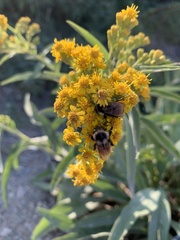 Solidago sempervirens