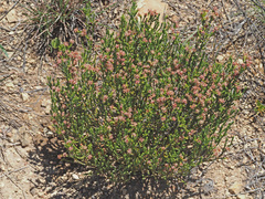 Passerina