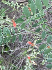 Indigofera lindheimeriana