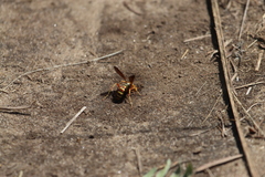 Poecilopompilus interruptus