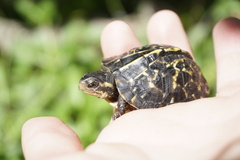 Terrapene carolina bauri