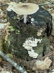 Panellus