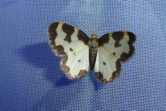 Lomaspilis marginata