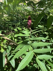 Rhus typhina