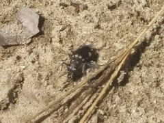 Cicindela scutellaris