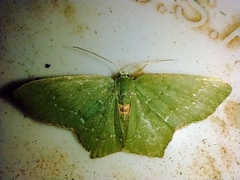 Chloropteryx tepperaria