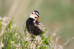Calcarius ornatus