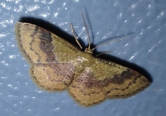 Leptostales ferruminaria