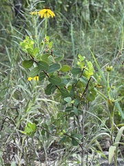 Phyllanthopsis phyllanthoides