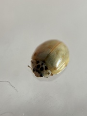 Adalia decempunctata