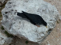 Pyrrhocorax graculus