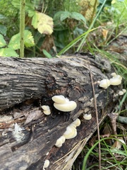 Crepidotus mollis