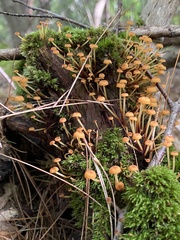 Agaricales