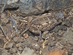 Acrotylus