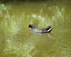 Gallinula galeata cachinnans