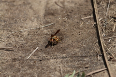 Poecilopompilus interruptus