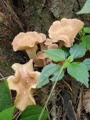 Desarmillaria caespitosa
