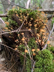 Agaricales