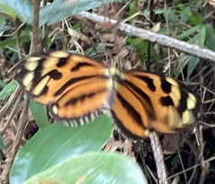 Heliconius