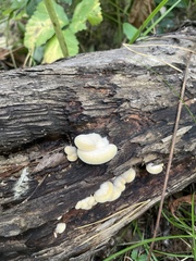 Crepidotus mollis