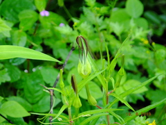Ceropegia anantii