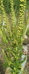 Rumex longifolius