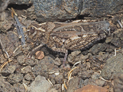 Acrotylus