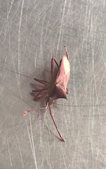 Gonocerus insidiator