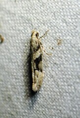 Coleotechnites atrupictella