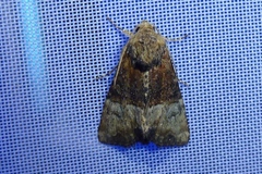 Mesoligia furuncula