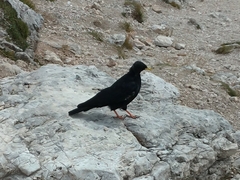 Pyrrhocorax graculus