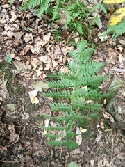 Dryopteris dilatata