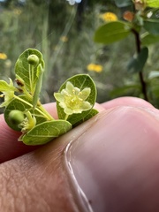 Phyllanthopsis phyllanthoides