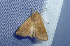Mythimna albipuncta