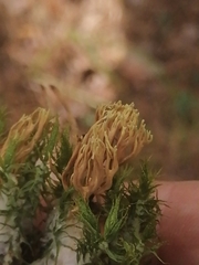 Clavariaceae