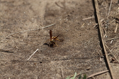 Poecilopompilus interruptus