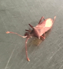 Gonocerus insidiator