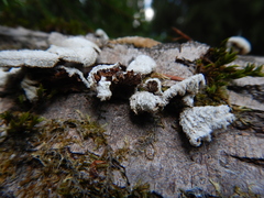 Schizophyllum