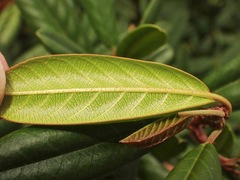 Frangula californica californica
