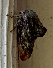 Telamona decorata