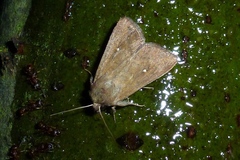 Mythimna albipuncta