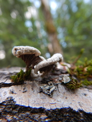 Schizophyllum