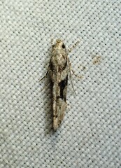 Coleotechnites atrupictella