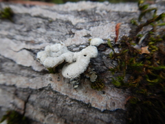 Schizophyllum
